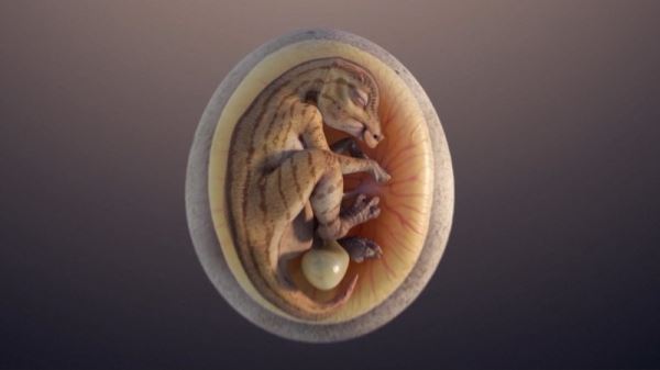 Китайские специалисты изучают окаменевший эмбрион гадрозавра