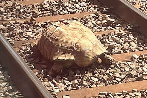 В Британии из-за черепахи на путях поезда отправились с 75-минутной задержкой
